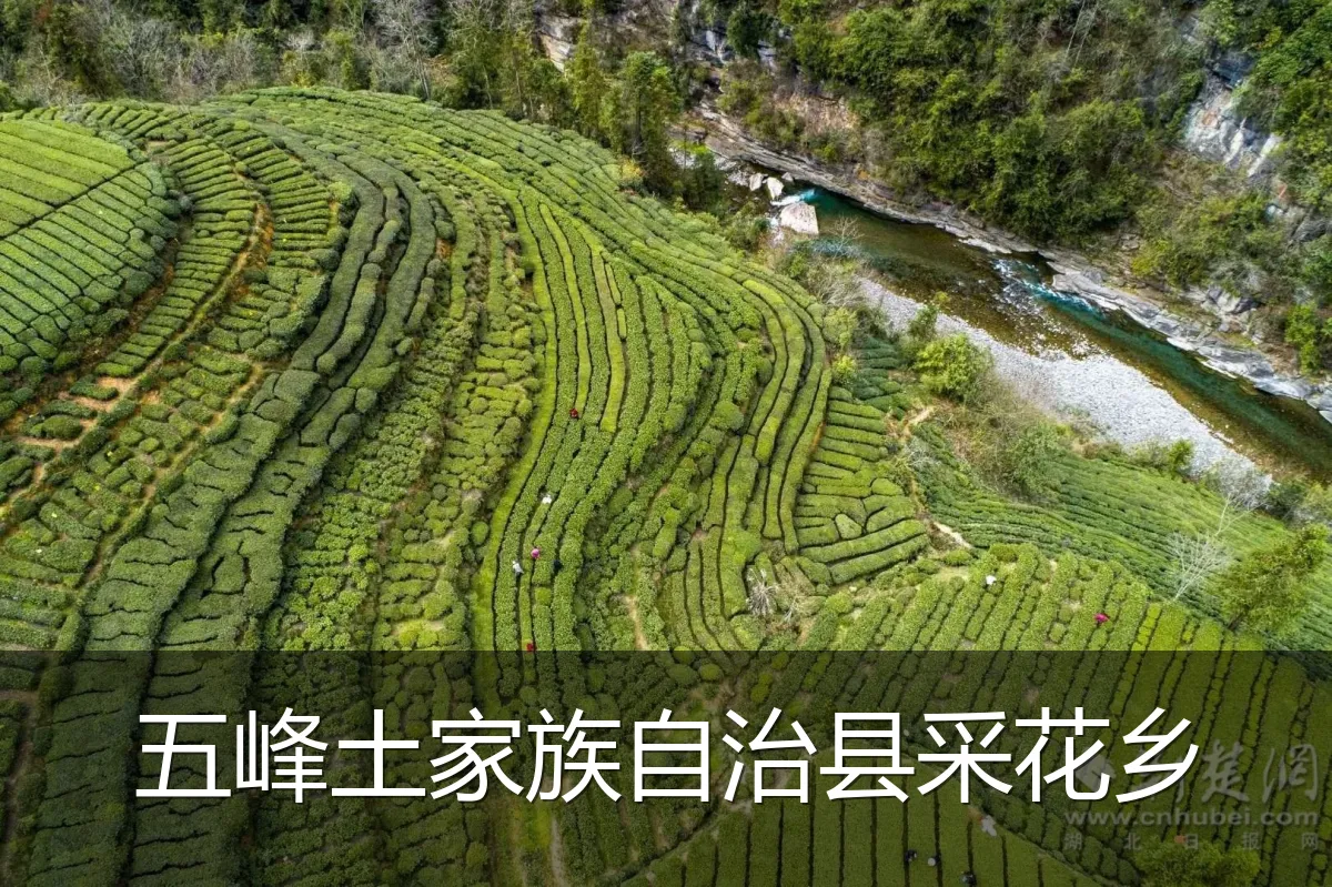 五峰土家族自治县采花乡